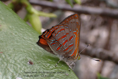 Hypochrysops apelles
