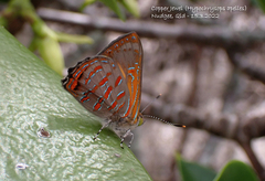 Hypochrysops apelles