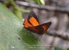 Hypochrysops apelles