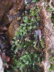 Brachytheciastrum velutinum