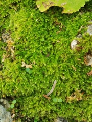 Brachythecium frigidum