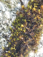 Schistidium cinclidodonteum