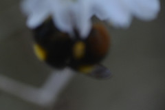 Bombus pratorum