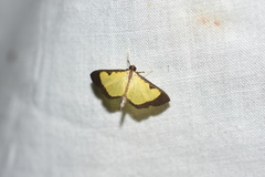 Goniorhynchus hampsoni