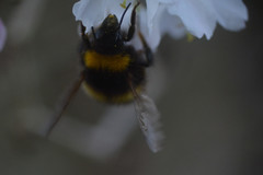 Bombus pratorum