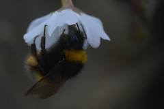 Bombus pratorum