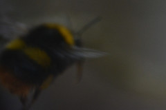 Bombus pratorum