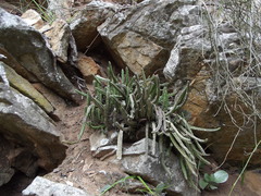 Stapelia paniculata scitula