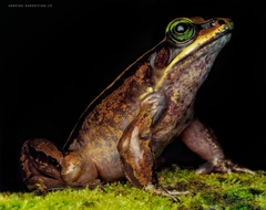Lithobates vibicarius