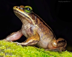 Lithobates vibicarius