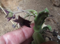 Stapelia paniculata scitula