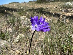 Dipterostemon capitatus capitatus