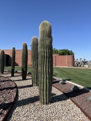 Carnegiea gigantea