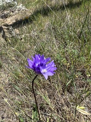 Dipterostemon capitatus capitatus