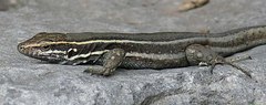 Boettger's Lizard photo 5