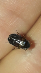 Dermestes carnivorus