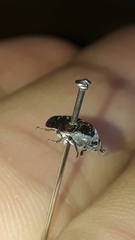 Dermestes carnivorus