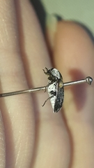 Dermestes carnivorus