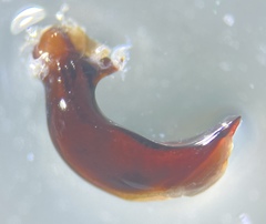 Pterostichus isabellae