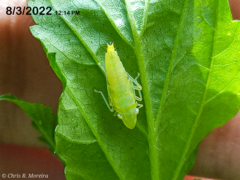 Acrogonia flavoscutellata