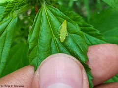 Acrogonia flavoscutellata