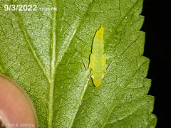 Acrogonia flavoscutellata