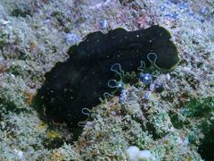 Pseudobiceros hancockanus