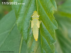 Acrogonia flavoscutellata