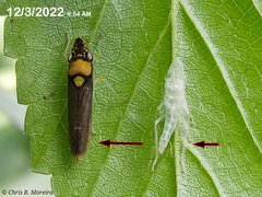 Acrogonia flavoscutellata