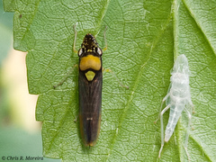 Acrogonia flavoscutellata