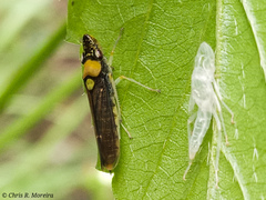 Acrogonia flavoscutellata