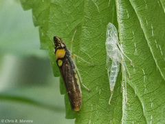 Acrogonia flavoscutellata