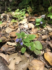 Scutellaria tuberosa