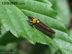 Acrogonia flavoscutellata