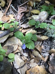 Scutellaria tuberosa