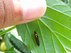 Acrogonia flavoscutellata
