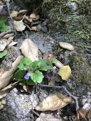 Scutellaria tuberosa