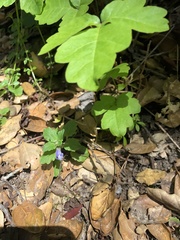 Scutellaria tuberosa