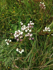 Triphysaria versicolor versicolor
