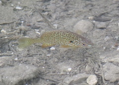 Lepomis gibbosus