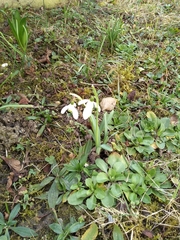 Galanthus nivalis