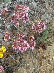 Chorizanthe fimbriata