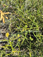 Prosopidastrum globosum