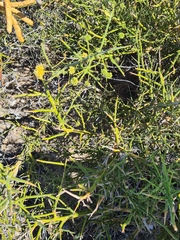 Prosopidastrum globosum