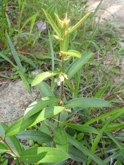 Helicteres angustifolia