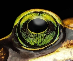 Lithobates vibicarius