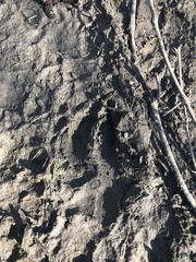 Odocoileus virginianus