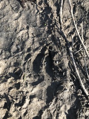 Odocoileus virginianus