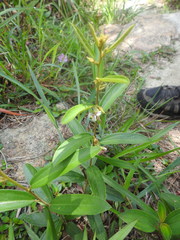 Helicteres angustifolia
