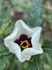 Hibiscus tridactylites
